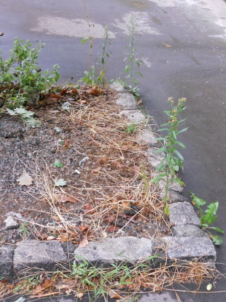 Fichier:EP Photo herbe1.jpg