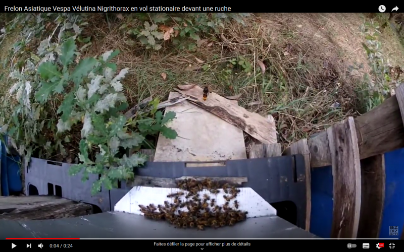 Fichier:Video ruche frelon.PNG