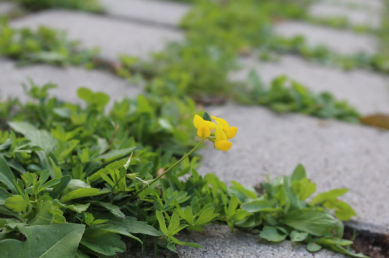 Fichier:Lotier corniculé.png