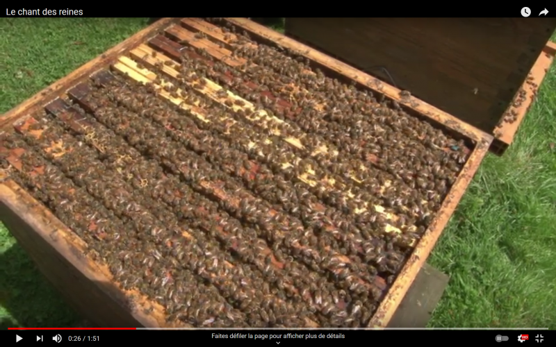 Fichier:Video ruche.PNG