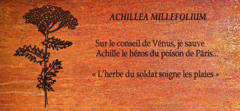 Fichier:Cartel Achillea.jpg