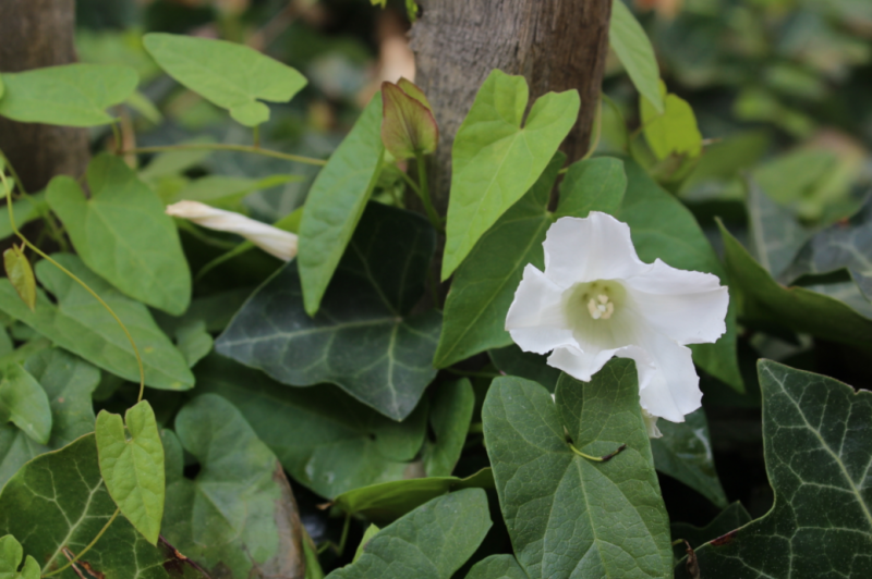 Fichier:Liseron des champs.png